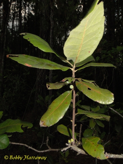 {Morella caroliniensis}